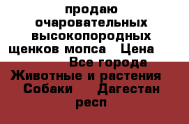 продаю очаровательных высокопородных щенков мопса › Цена ­ 20 000 - Все города Животные и растения » Собаки   . Дагестан респ.